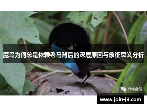 魔鸟为何总是依赖老马背后的深层原因与象征意义分析